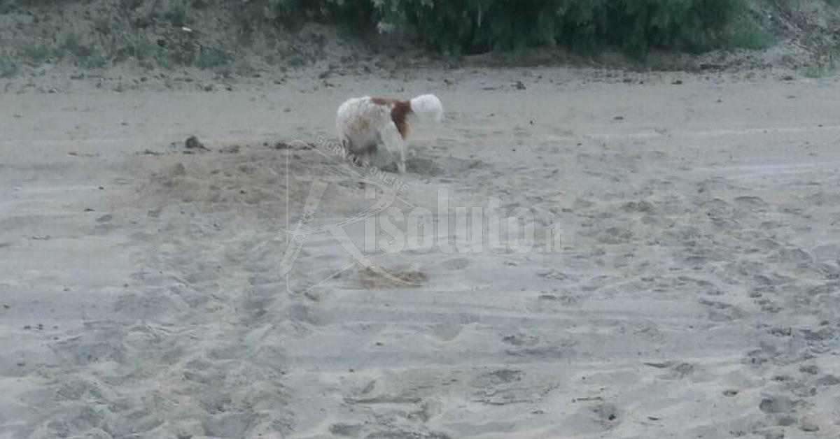 Sciacca, il cane Filippo scopre un nido di tartarughe “Caretta-caretta” a Capo San Marco