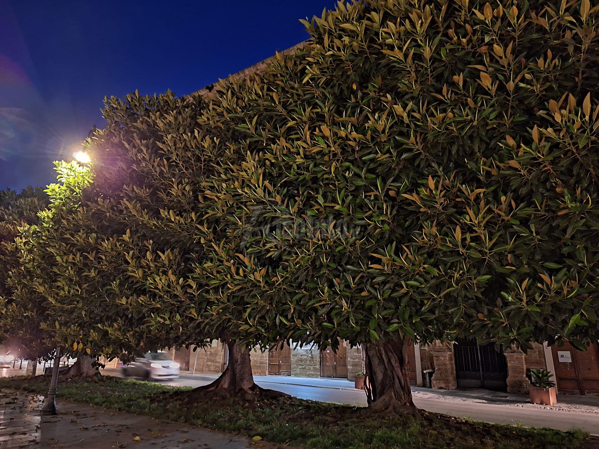 Alberi di piazza Scandaliato non potati e palazzo municipale al buio, interrogazione al sindaco
