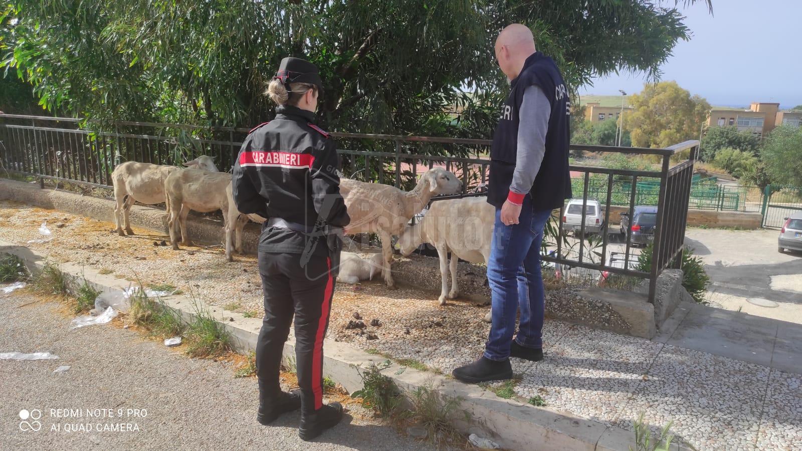 Mercatino degli animali di Villaseta, blitz dei carabinieri con sequestro di animali e prodotti
