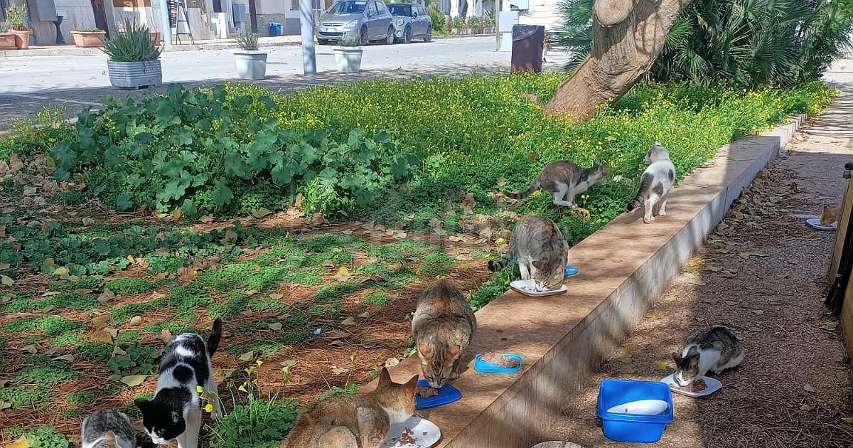 Colonia felina al Borgo dello Stazzone non più sostenibile per le volontarie che ora chiedono aiuto