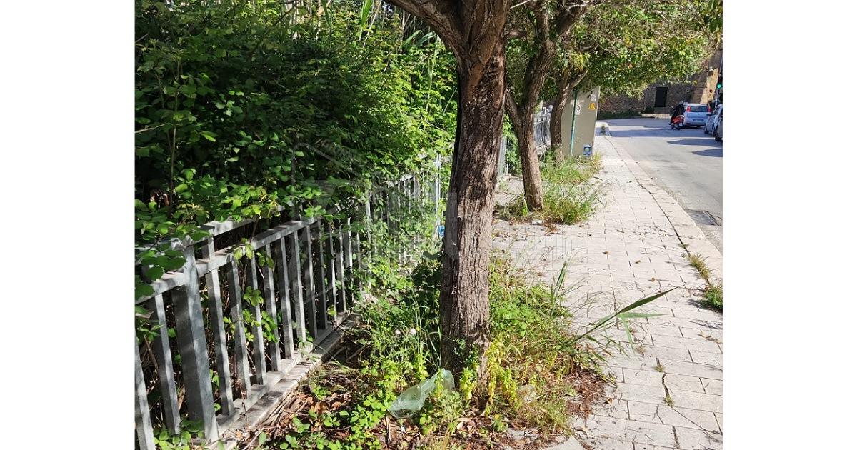 Scerbatura e potatura in via Mazzini a Sciacca, Clelia Catanzaro e Carmela Santangelo presentano interrogazione