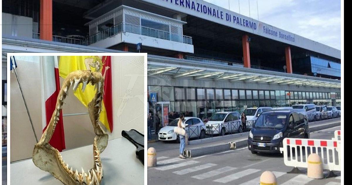 Sequestrata all'aeroporto di Palermo una mandibola di squalo