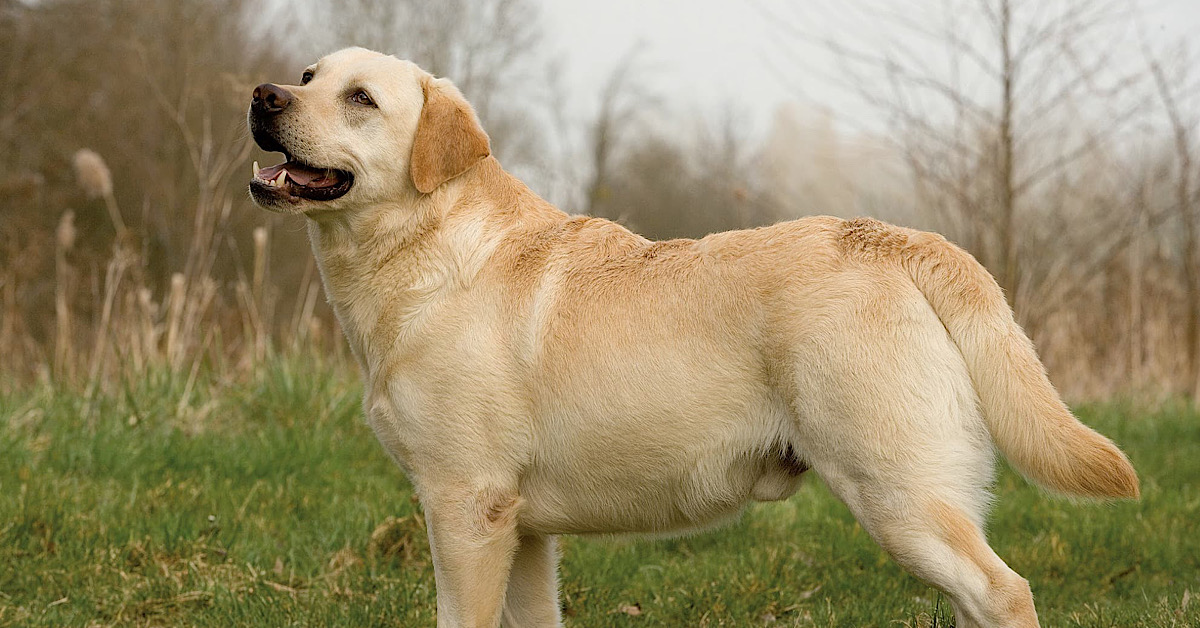 Labrador raccoglierà la plastica abbandonata 