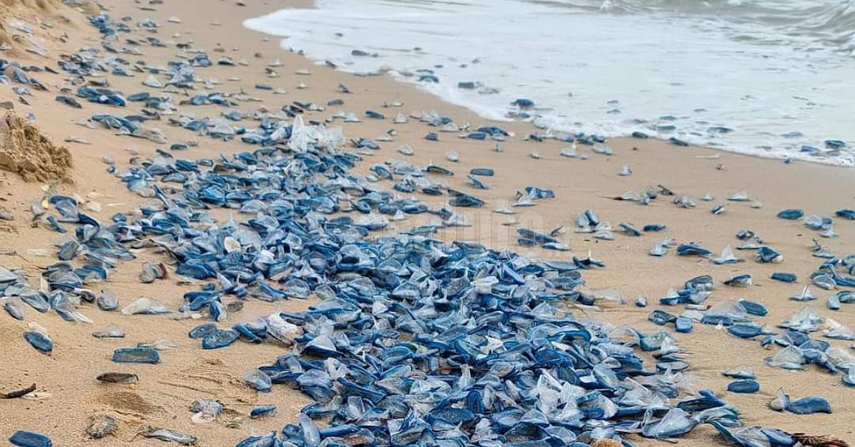 Velella velella spiaggiata a San Marco, la spiegazione dei biologi marini