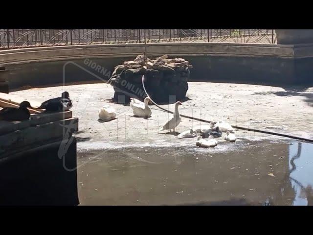 Troppe oche e anatre nella vasca della villa di Sciacca e il Comune le affida ad altri (Video)