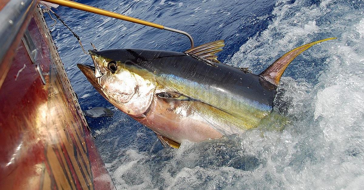 Tonno rosso, riconosciuta quota per la piccola pesca costiera in Sicilia