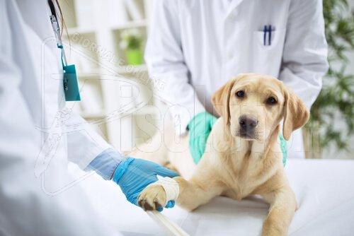 Esposto in Procura per la morte di un cane, rifiutato dalle cliniche perché il proprietario non poteva pagare