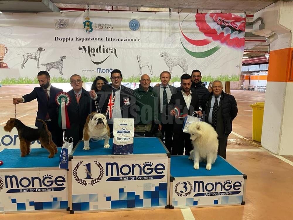 Il bulldog Milasha di una famiglia di Sambuca si aggiudica il titolo di giovane campione italiano