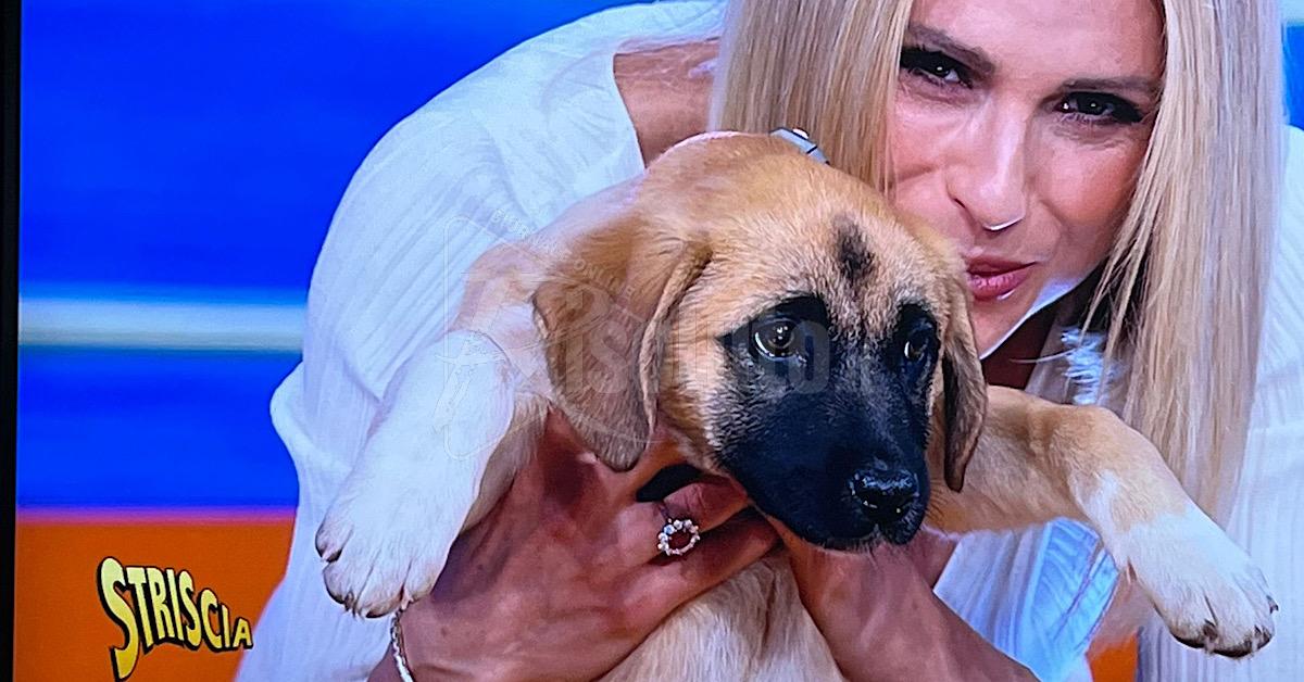 Un altro cucciolo dell’oasi Ohana di Santa Margherita Belice a Striscia La Notizia