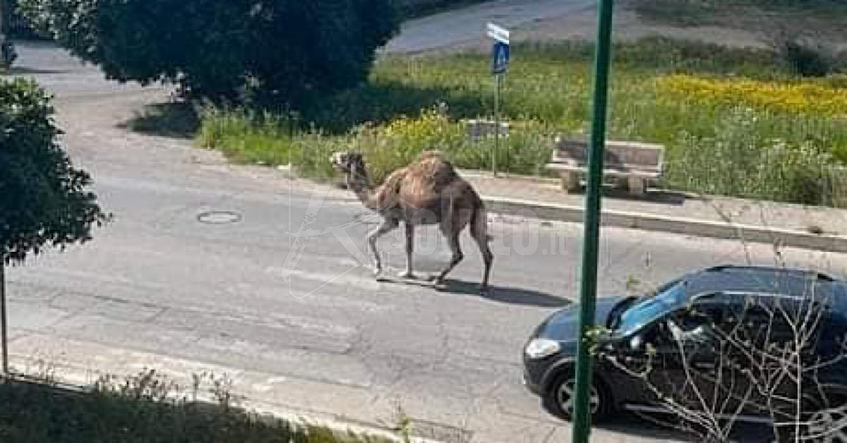 Dromedario passeggia in giro per Agrigento