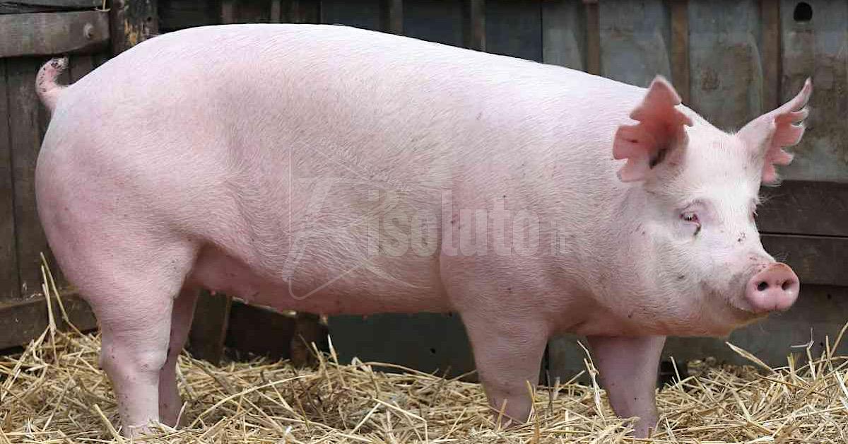 Maiale preso a calci per strada a Carini, denuncia degli animalisti dell'Enpa