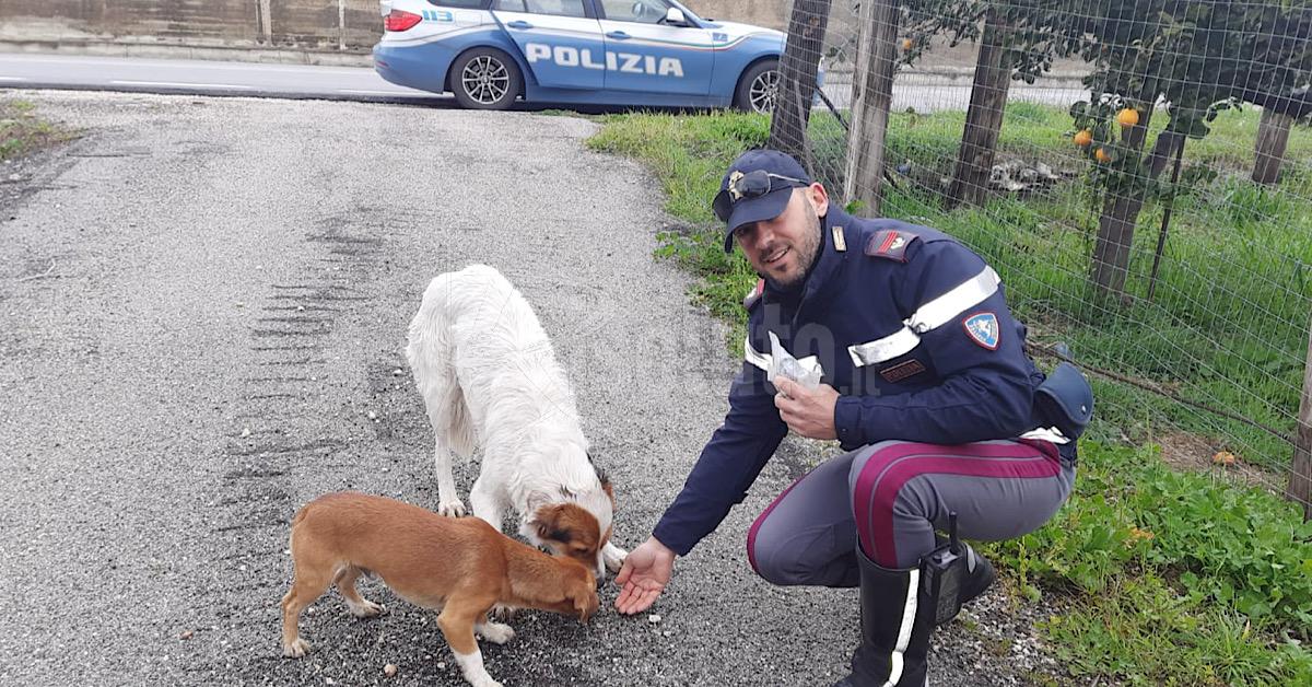 Due cani in pericolo lungo la SS 115, la Polizia Stradale di Sciacca li mette in salvo