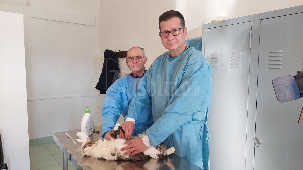 Al via questa mattina a Sciacca la sterilizzazione dei gatti (Video)