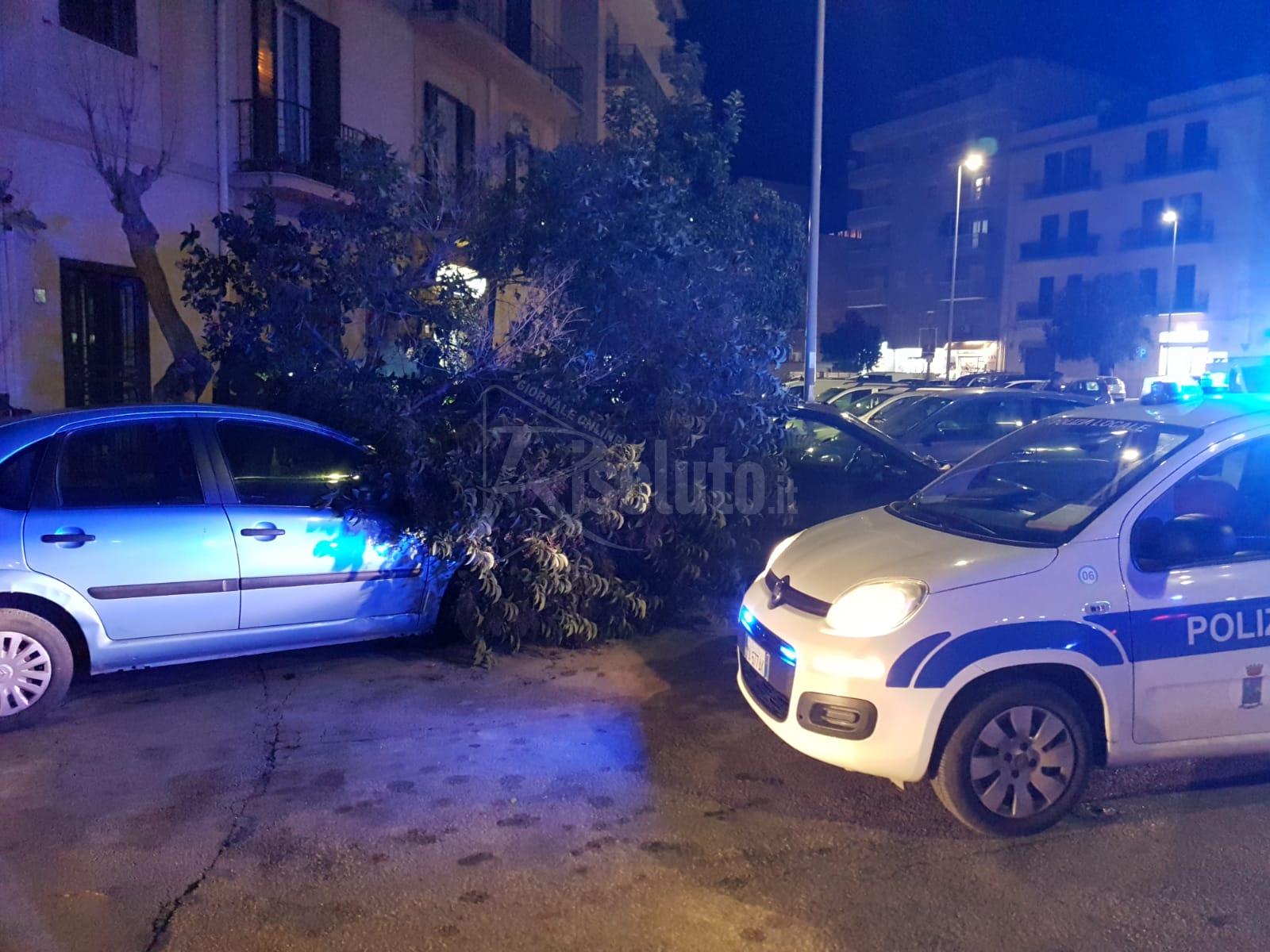 Vento a Sciacca, albero su due auto in sosta a Porta Palermo