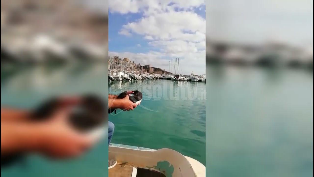 Liberata una gazza marina al Corallo di Sciacca (Video)
