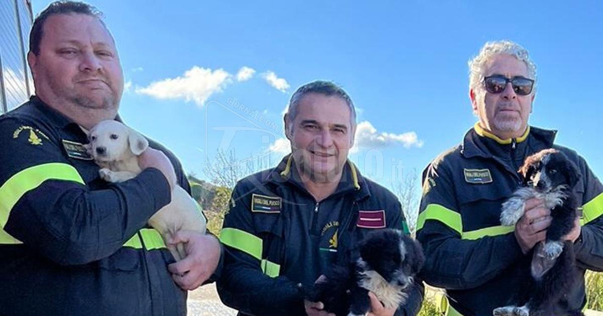 Recuperati dai vigili del fuoco 6 cuccioli caduti in un fosso a Santa Margherita