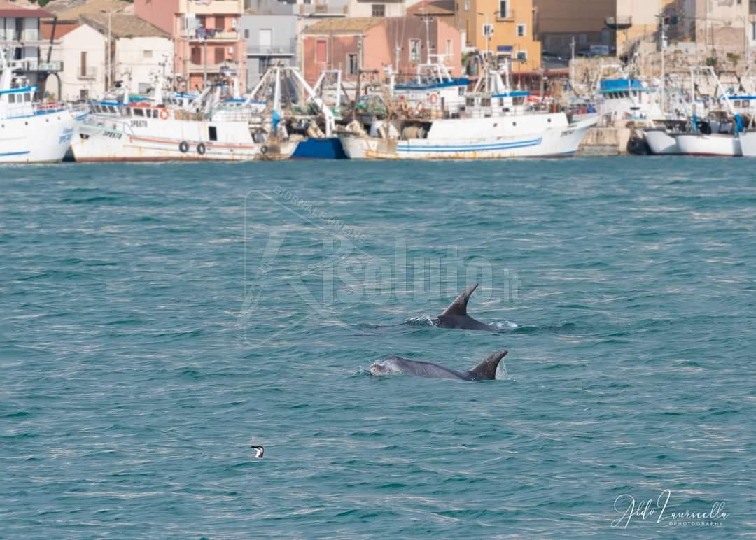 Due tursiopi e una gazza marina al porto di Sciacca