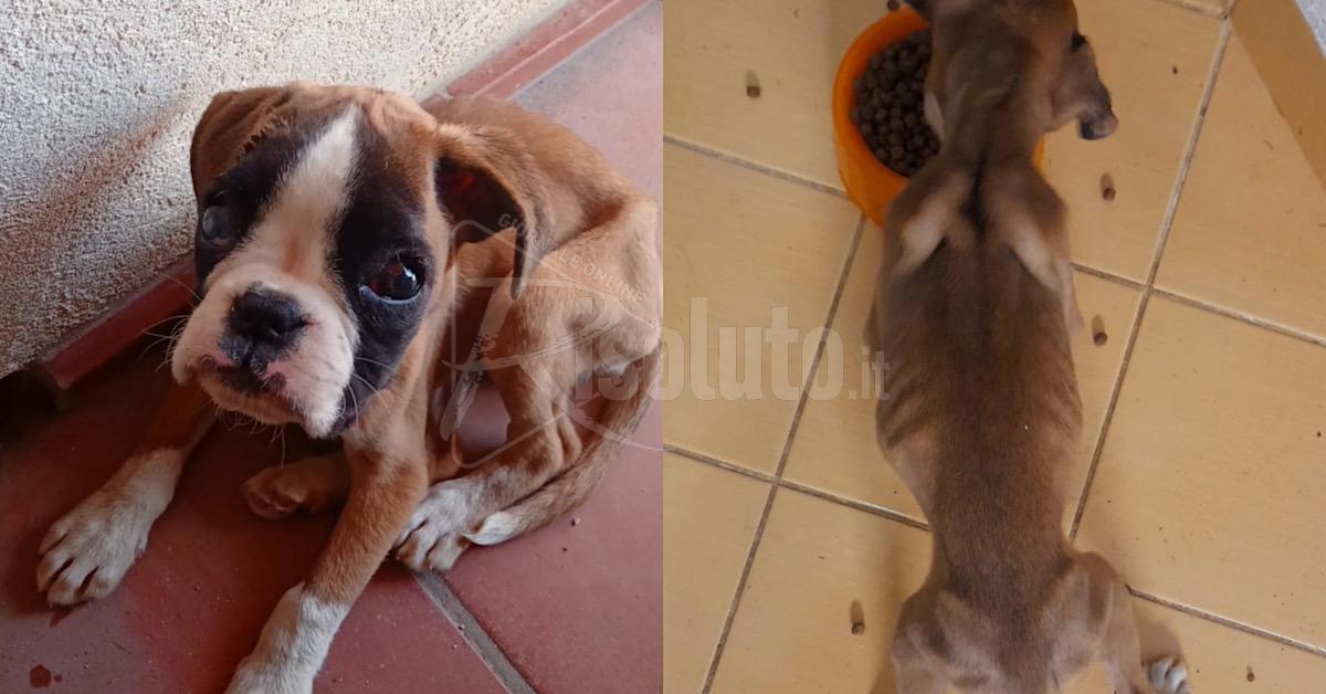 Scomparsa una cagnolina bisognosa di cure, appello della Lav