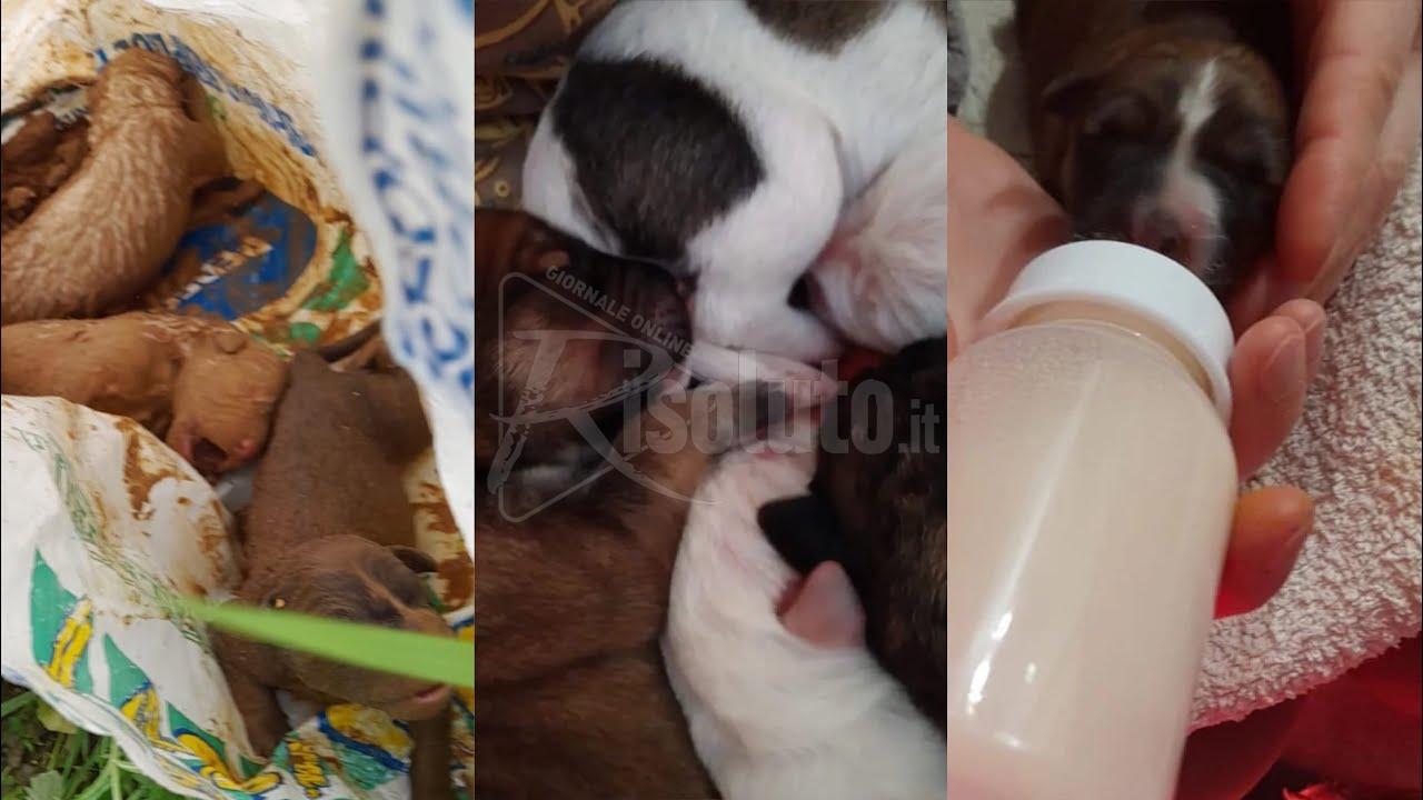Cinque cuccioli abbandonati in fin di vita a Sciacca, la Lav organizza una nuova raccolta (Video)