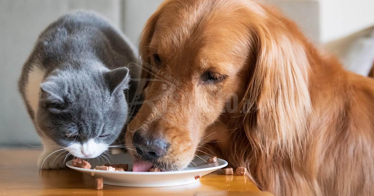 Raccolta di cibo per cani e gatti organizzata dalla Lav a Sciacca