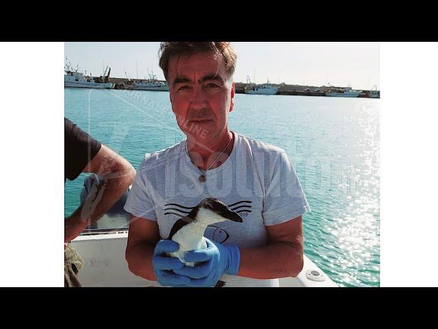 Una gazza marina  recuperata nel mare di Sciacca (Video)