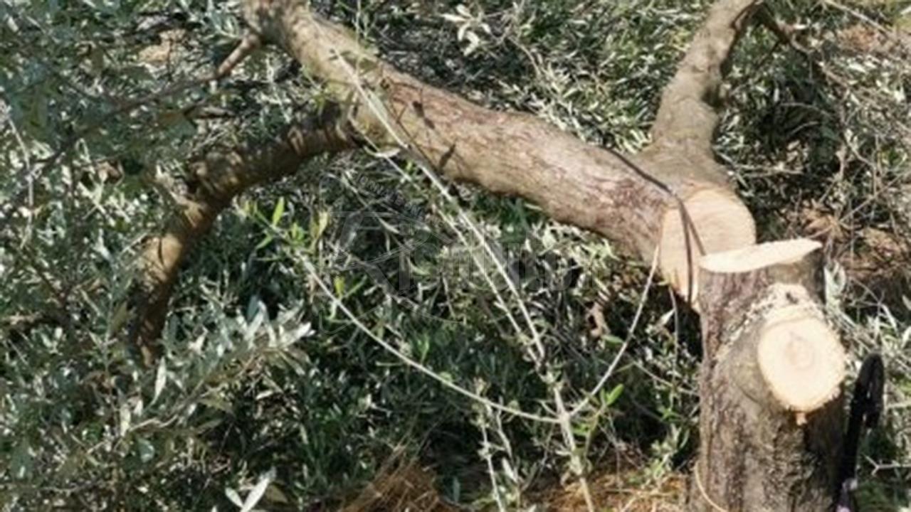 Recisi 20 ulivi a Lucca Sicula nel terreno di un pensionato