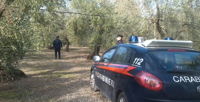 Recisi 9 alberi di ulivo, terzo episodio di danneggiamento a colture a Calamonaci