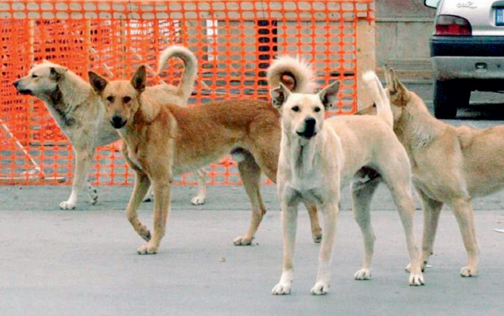 Randagismo, controlli nelle campagne e nuovi abbandoni di cuccioli a Sciacca