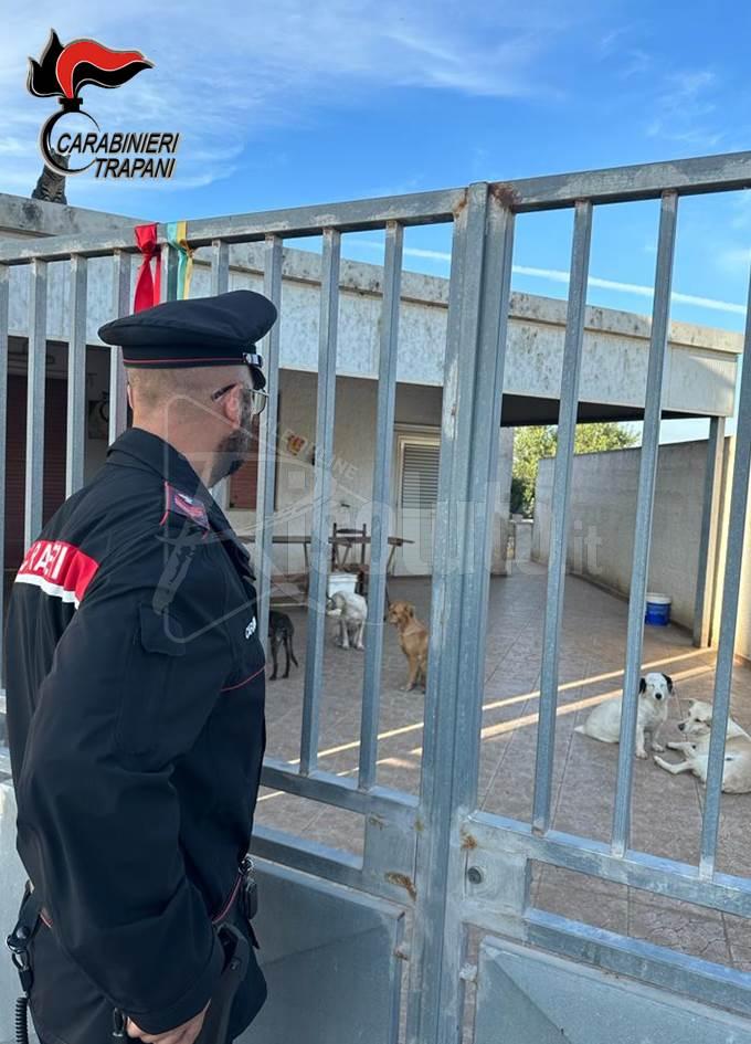 Cani e gatti maltrattati e malnutriti a Marsala, anziano denunciato