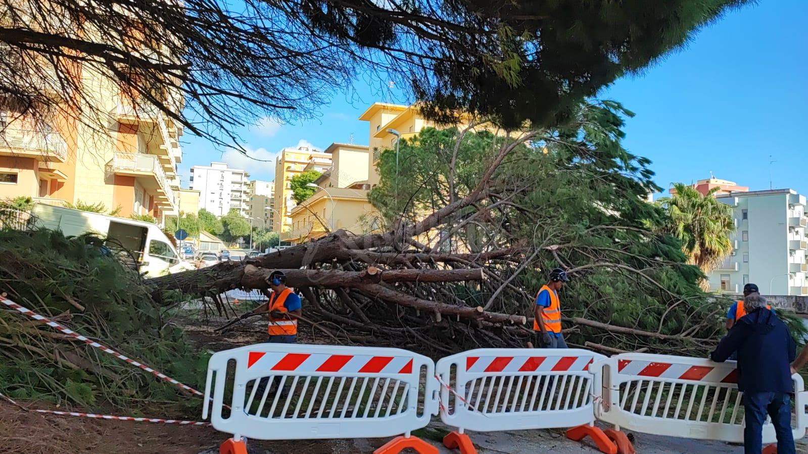 Grosso pino caduto in via Nastasi, intervento in corso per la rimozione