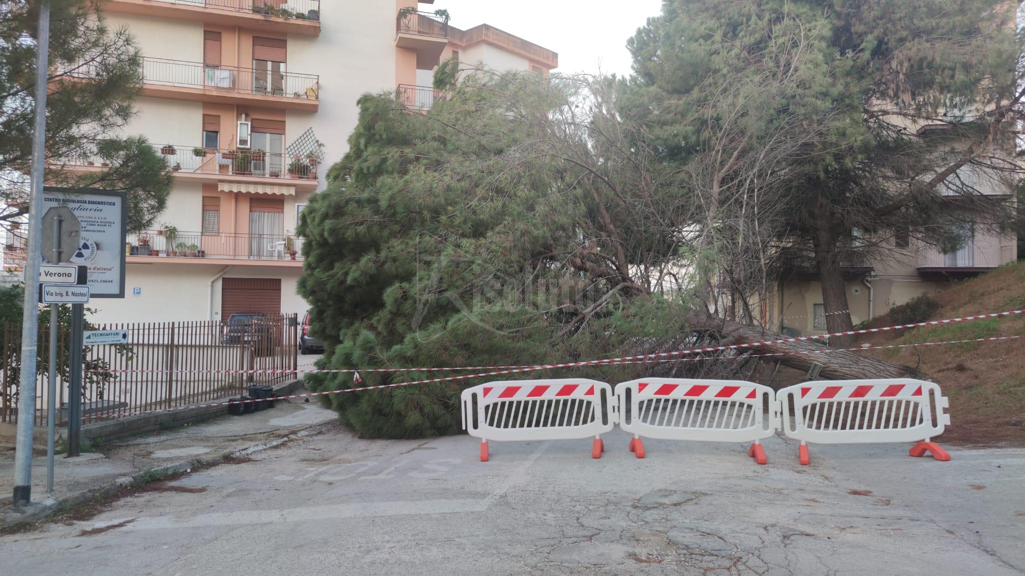 Sciacca, albero si abbatte sulla strada in via Brigadiere Nastasi