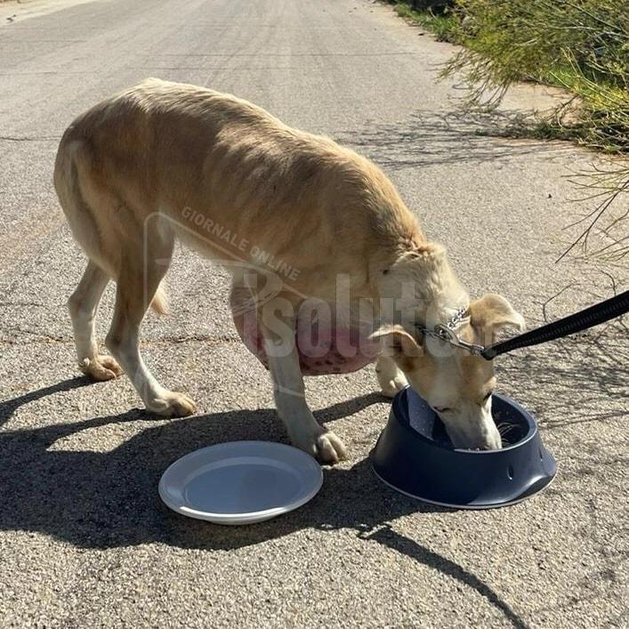 Santa Margherita, i volontari dell'Oasi Ohana recuperano un cane con un enorme tumore