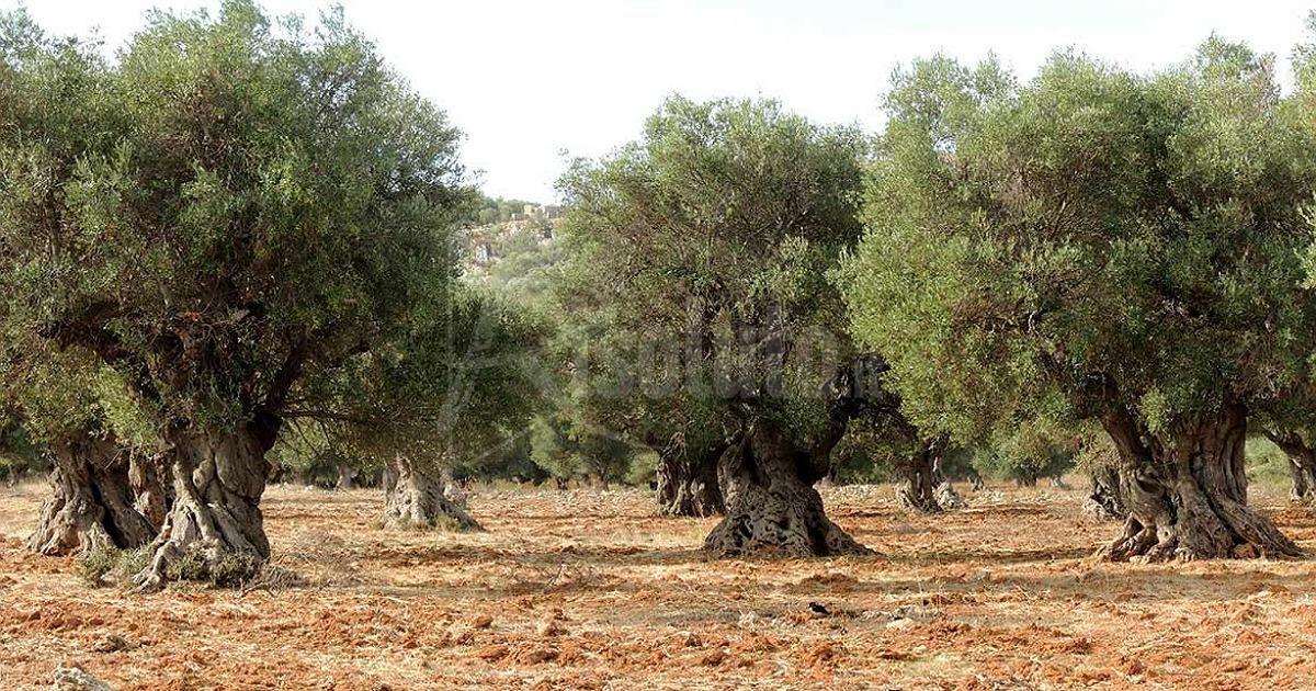 Olivicoltori del territorio in piazza a Sciacca venerdì
