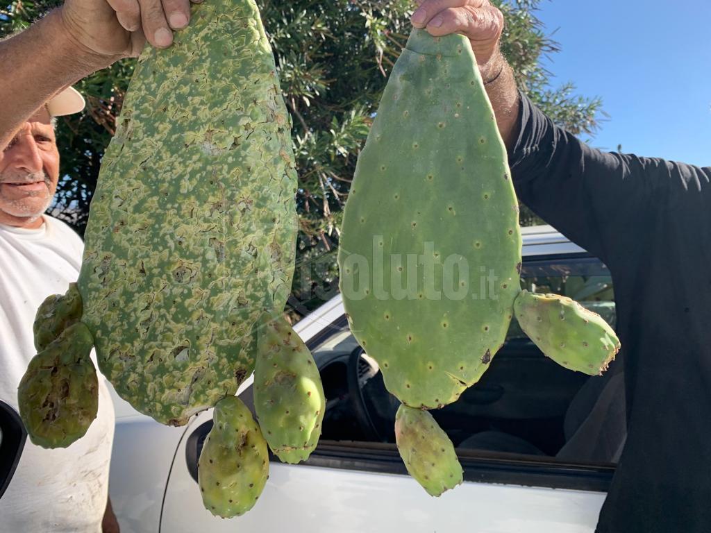 I fichi d'India di Santa Margherita distrutti dal maltempo, annullata la sagra per indisponibilità dei frutti