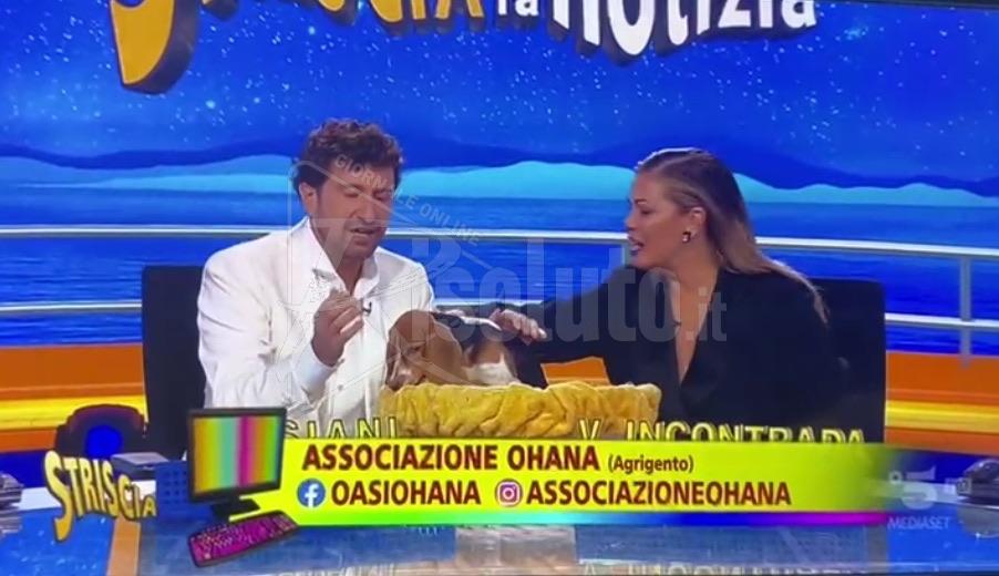 Sesto cane dell’Oasi Ohana di Santa Margherita Belice a Striscia la Notizia