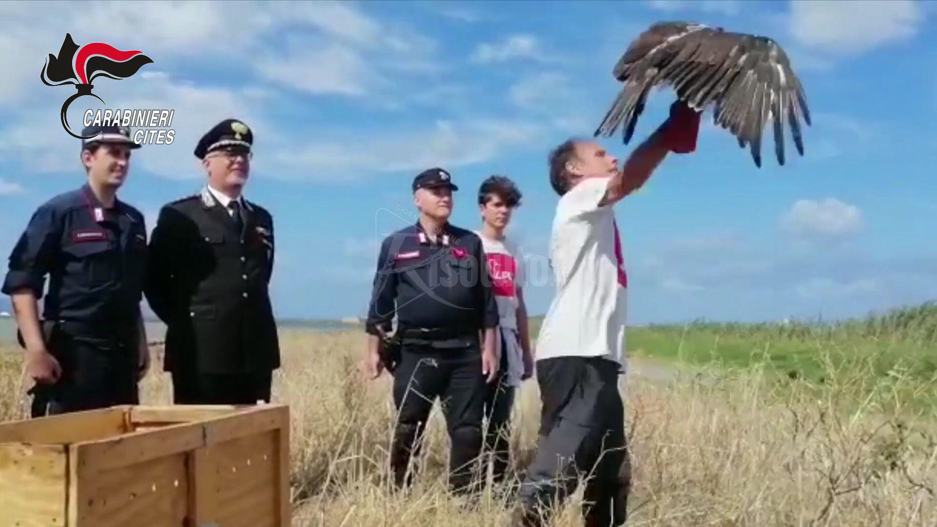 Raro esemplare di Aquila del Bonelli liberato nella riserva naturale delle saline di Trapani