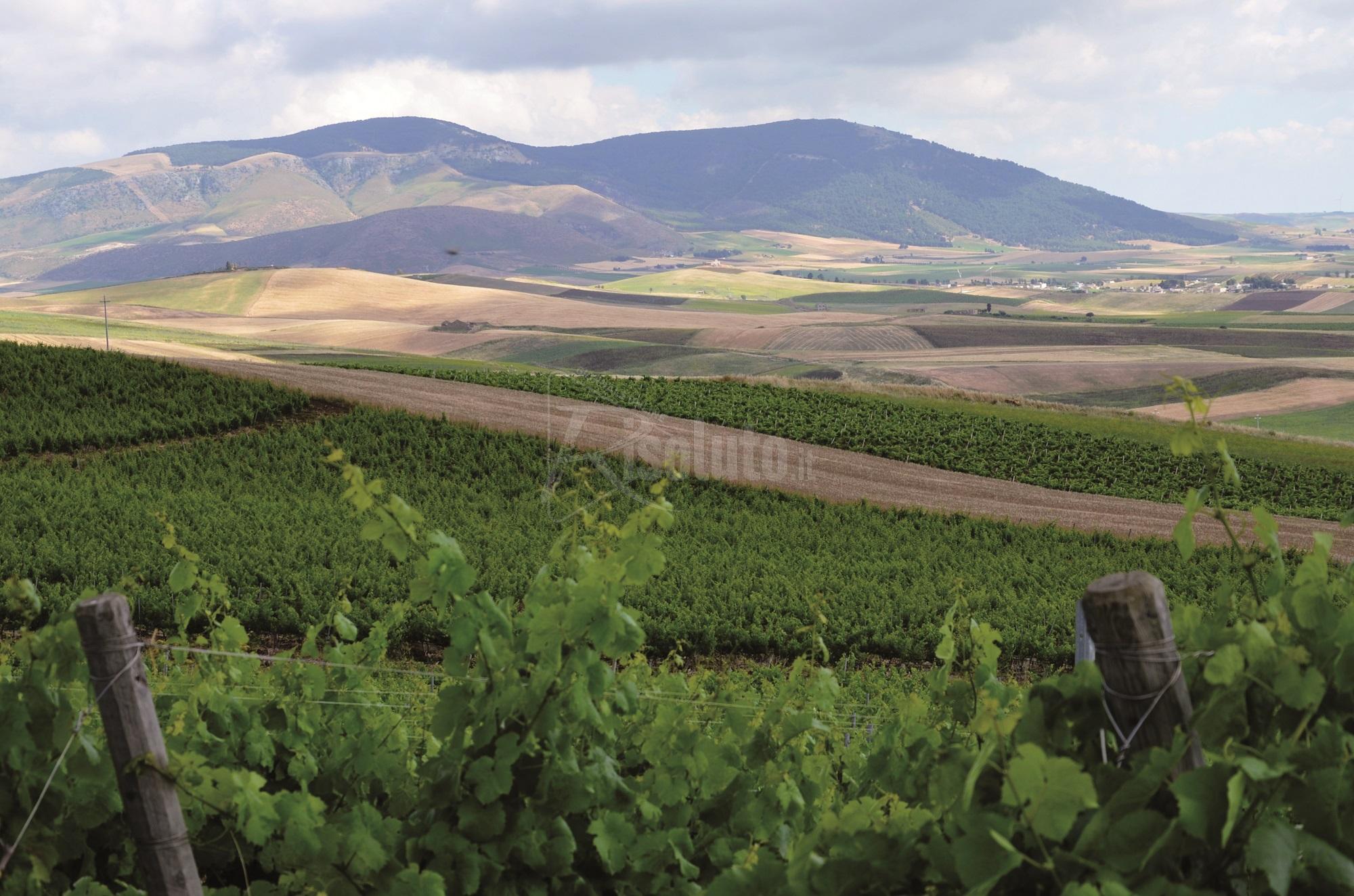 Sostenibilità e buone pratiche del Vino Siciliano