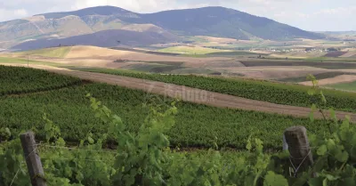 Sostenibilità e buone pratiche del Vino Siciliano