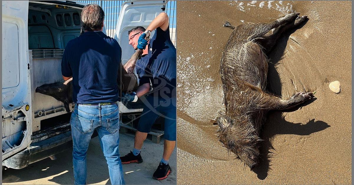 Sei cinghiali nelle spiagge di Sciacca, l’ultimo a San Giorgio