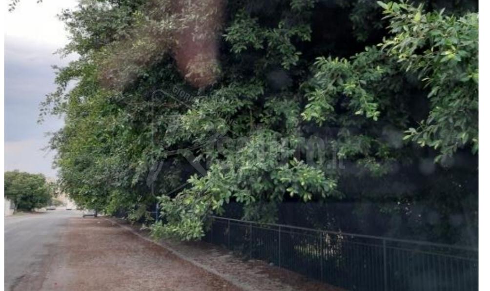 Sciacca, richiesti interventi di potatura alberi alla Perriera