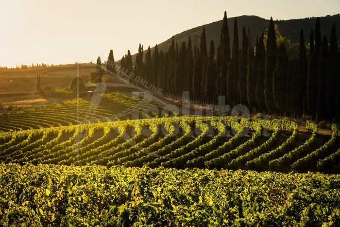 Tenuta di Arceno main partner della 3 a edizione del “Premio Stelle dello Spettacolo”