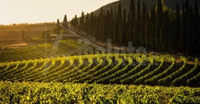 Tenuta di Arceno main partner della 3 a edizione del “Premio Stelle dello Spettacolo”