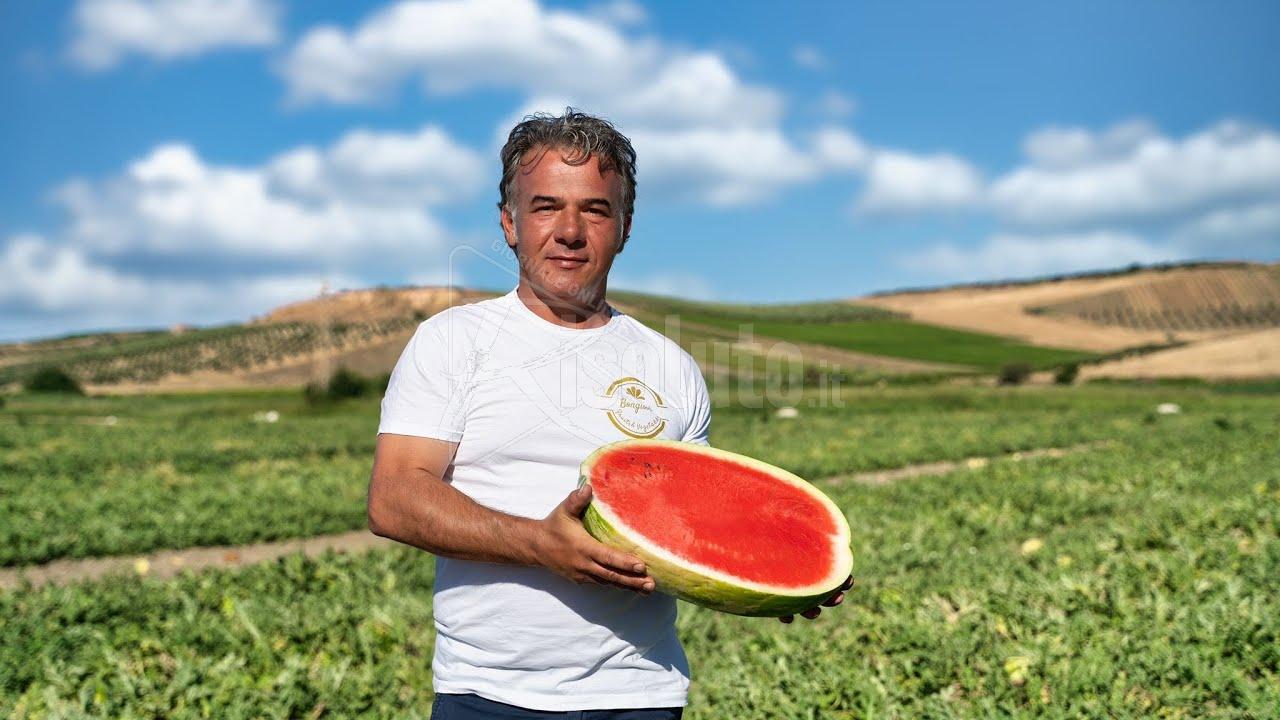 Come nasce L'Anguriotta, il frutto buono e sano (Video)