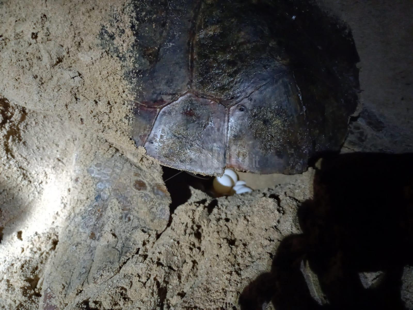Primo nido Caretta caretta a Menfi
