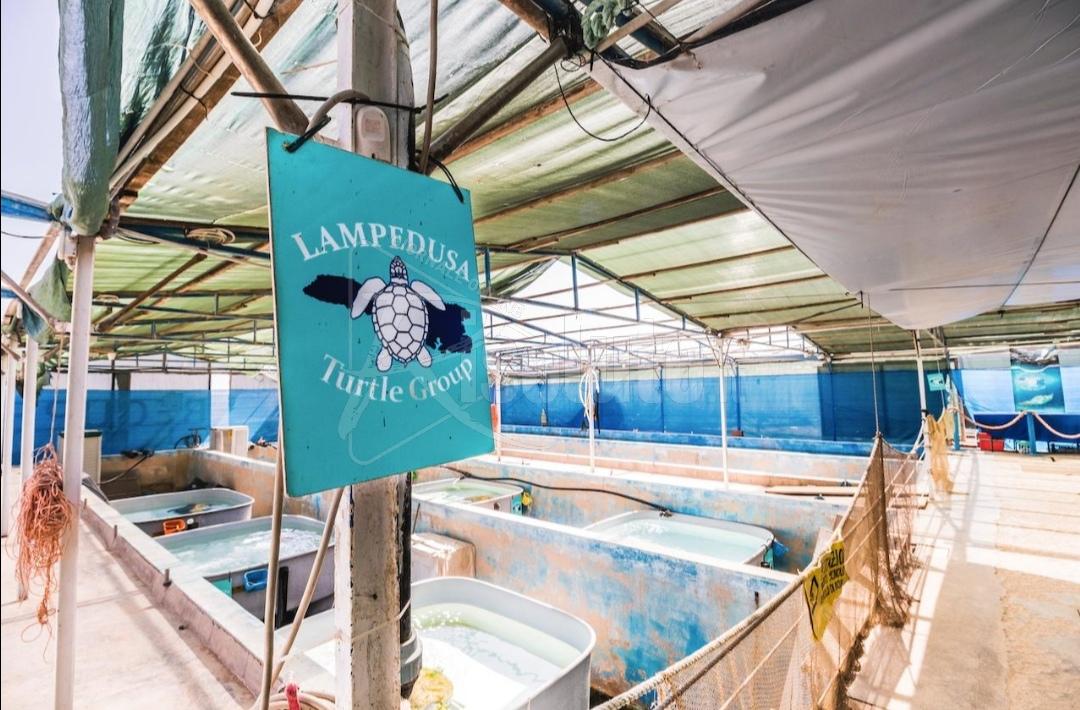 Lampedusa, aziende aiutano l’ospedale delle tartarughe
