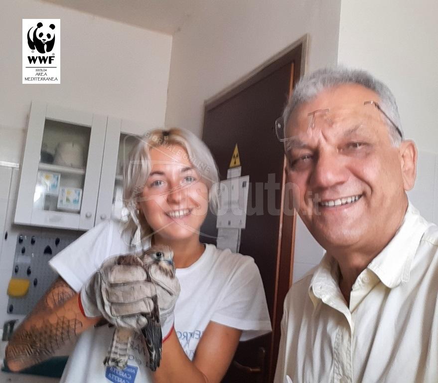 Salvo al centro recupero fauna selvatica un piccolo rapace