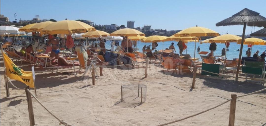 Primo nido di tartargura marina a Lampedusa