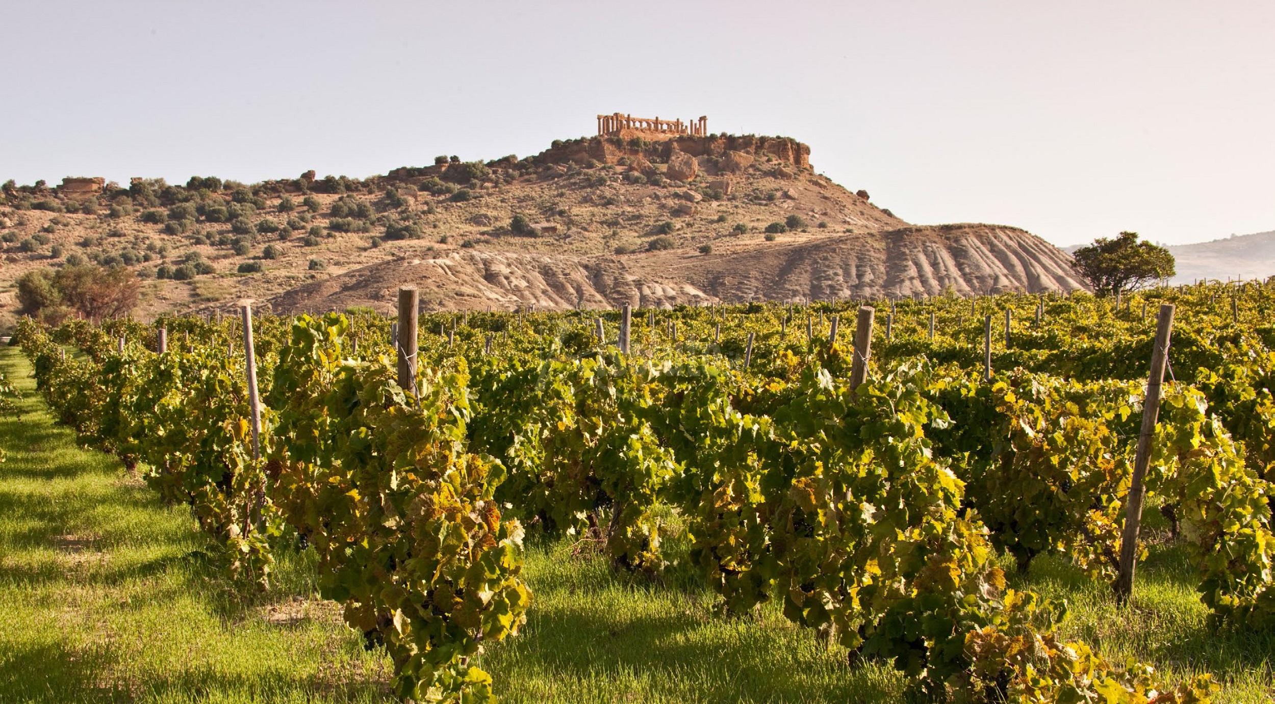 Fileno di CVA Canicattì, miglior vino bianco d'Italia