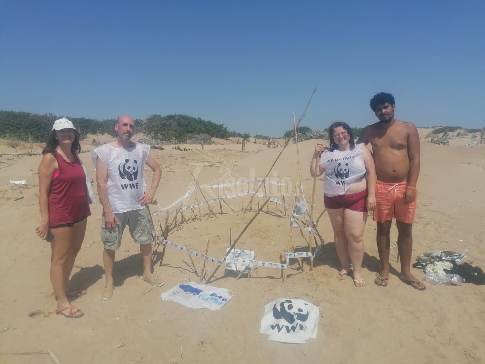 Un altro nido di tartaruga "Caretta-caretta"