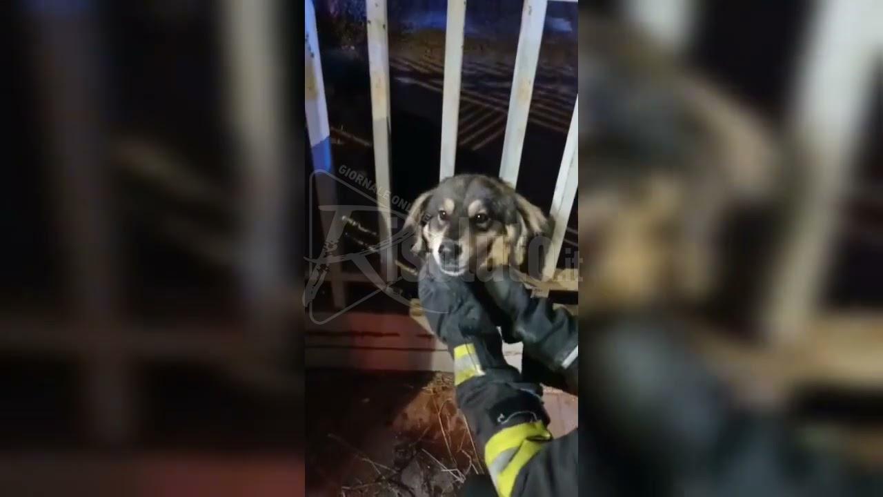 I Vigili del Fuoco liberano un cane a Ribera (Video)
